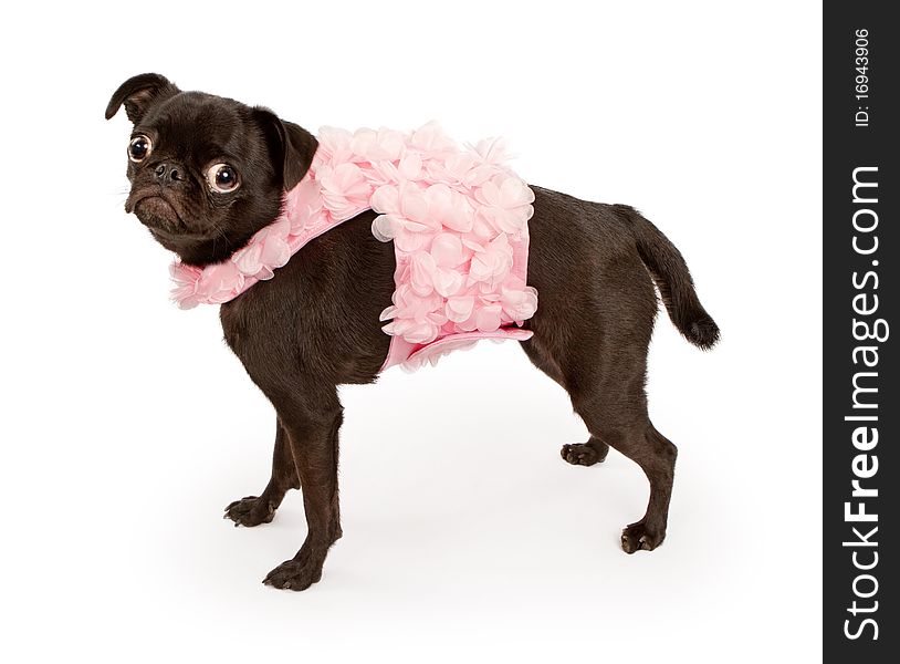 A small black Pug puppy wearing a pink outfit. Isolated on white. A small black Pug puppy wearing a pink outfit. Isolated on white