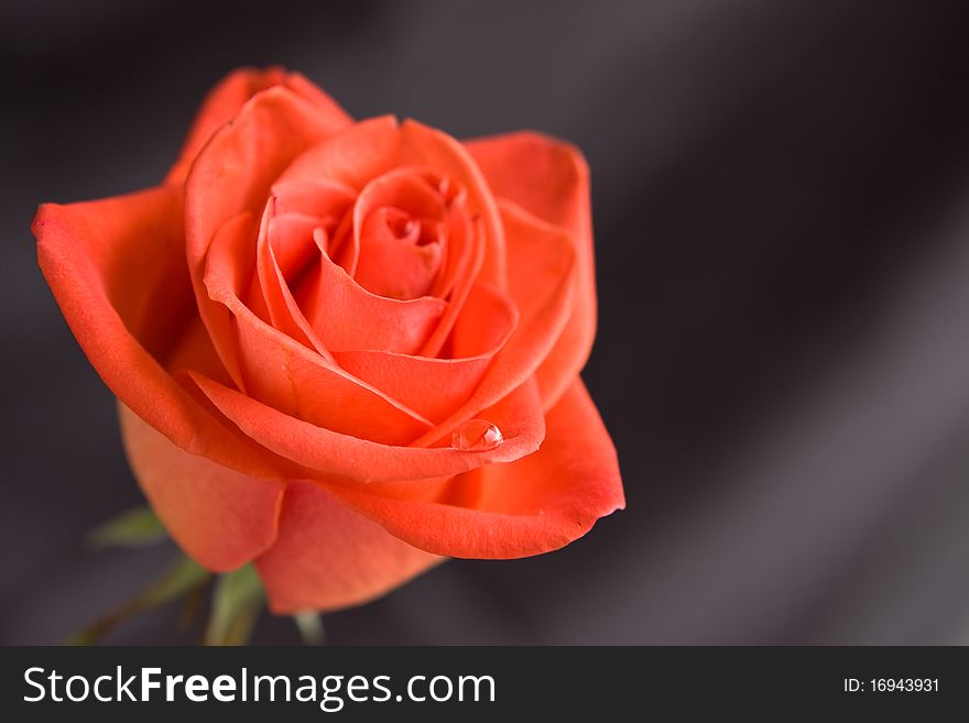 Beautiful red rose on grey background, close-up. Beautiful red rose on grey background, close-up