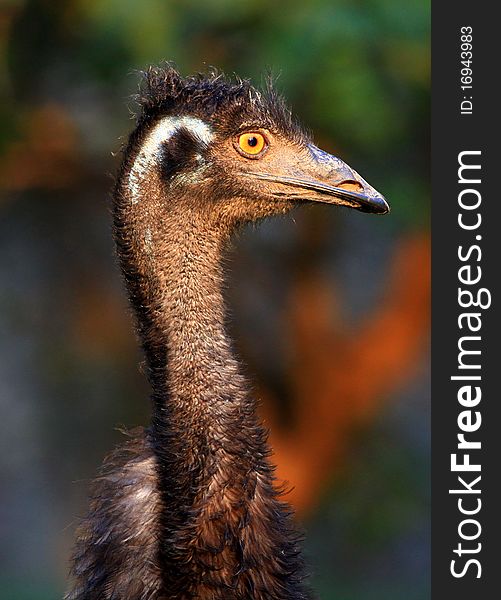 Closeup of yellow eyed emu face in wild. Closeup of yellow eyed emu face in wild.