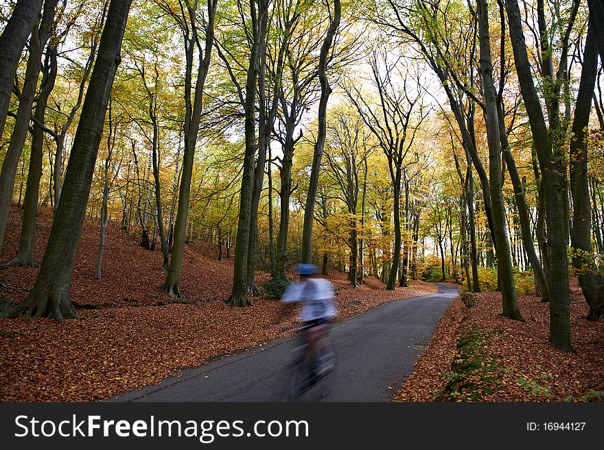 Road passing through middle of forest at autumn time