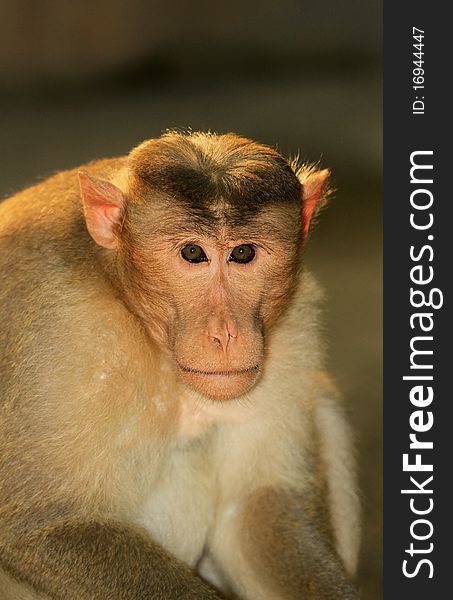 Closeup shot of monkey face.