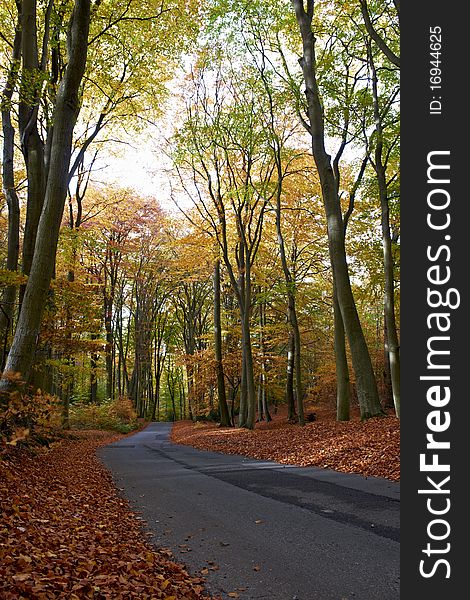 Road passing through middle of forest at autumn time