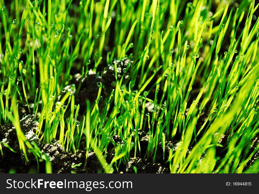 Green meadow grass. The nature