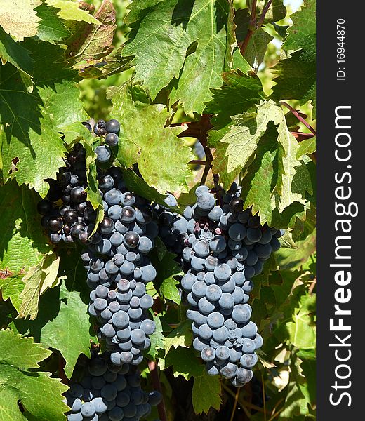 Beautiful heavy grapevine in an organic vineyard in Provence. Beautiful heavy grapevine in an organic vineyard in Provence.