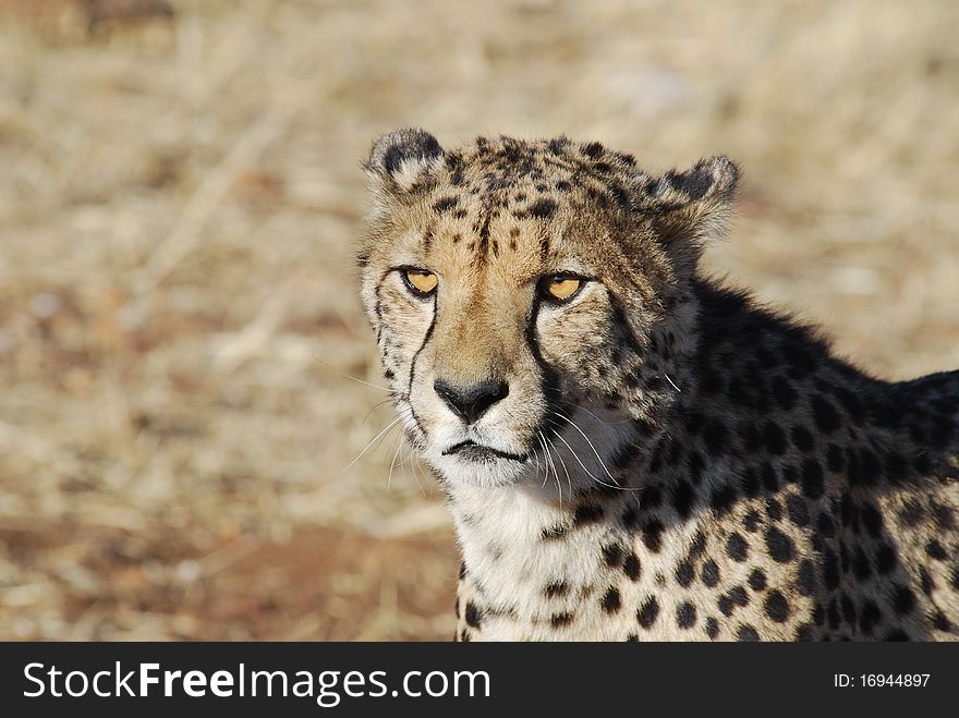 Cheetaa in a farm in namibia