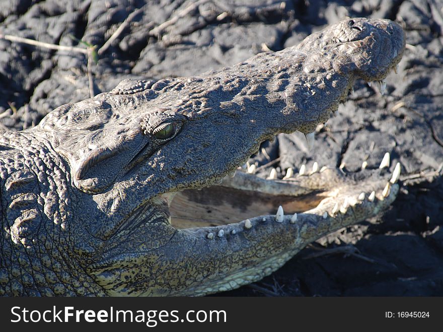 Crocodile in chobe national park