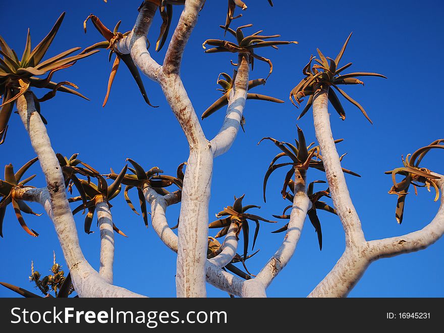 Plants near fish river canyon in namibia