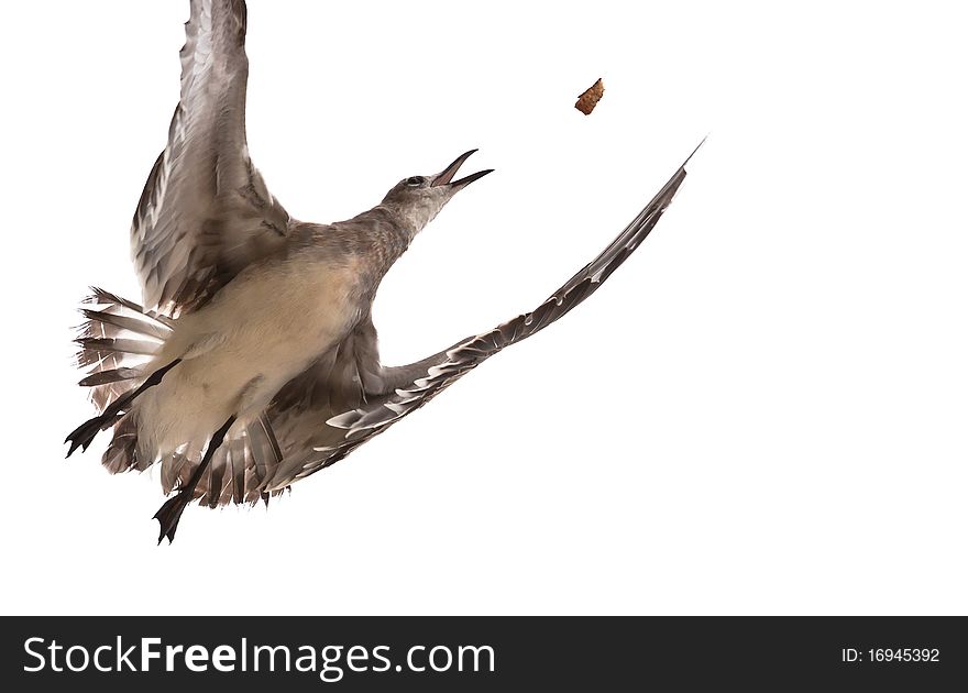 Seagull Catches Food