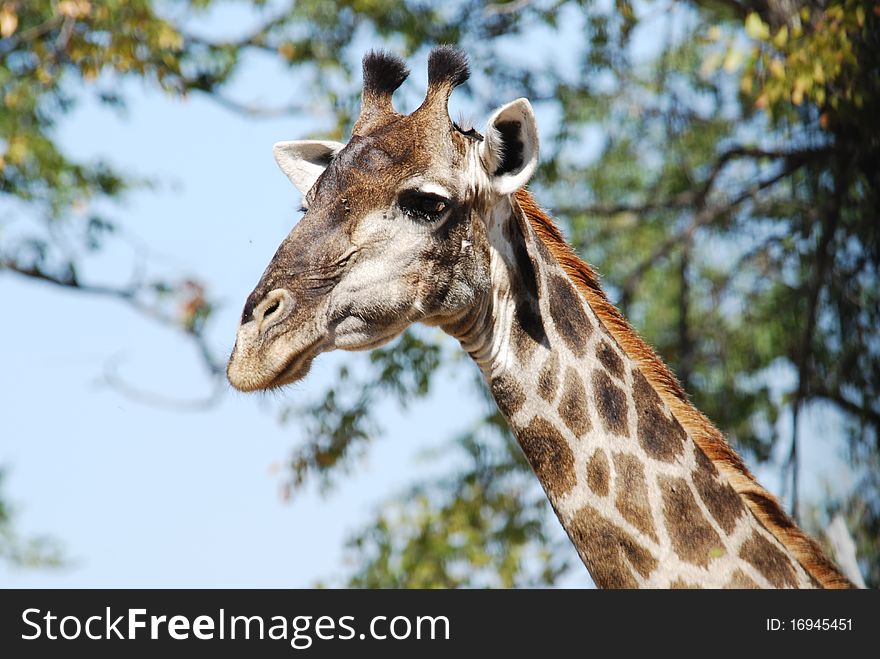 Giraffa in chobe national park