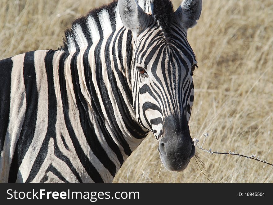 Zebra in ethosa national park