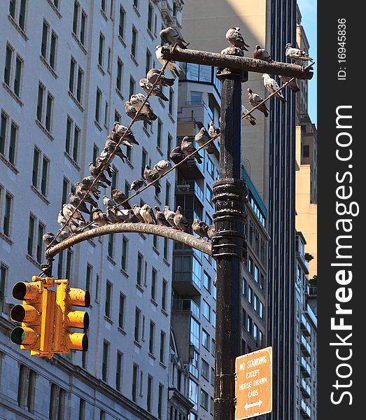 Pigeons In New York