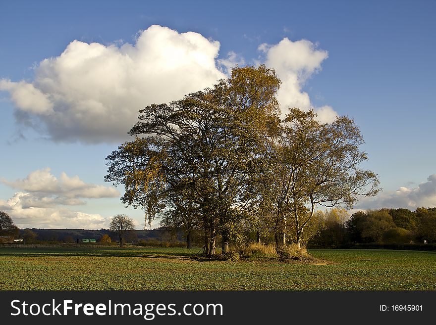Surrounded by farm crop a small group of trees stand in fine Autumn colour. Surrounded by farm crop a small group of trees stand in fine Autumn colour