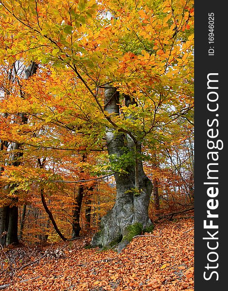 Detail of the autumn tree. Detail of the autumn tree
