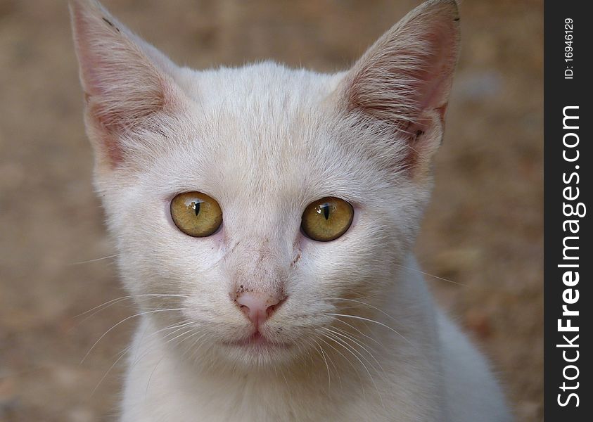 A street cat which looks into your eyes. A street cat which looks into your eyes