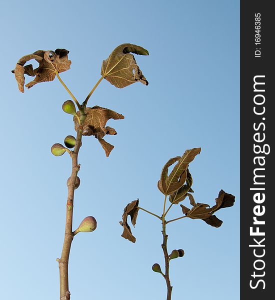 Frozen fig branches on the blue sky background. Frozen fig branches on the blue sky background