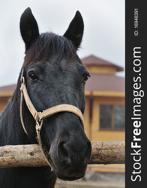 Portrait of a horse looking in camera