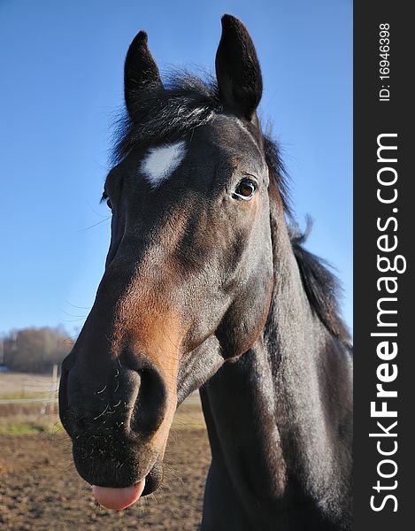 Portrait of a horse looking in camera