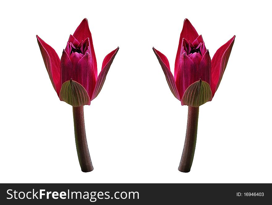 Red water lily with four opening petals.