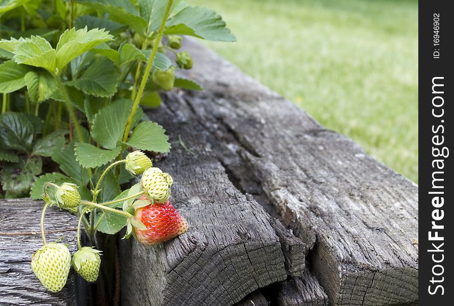 Strawberry Fresh On Vine Plant Close-up
