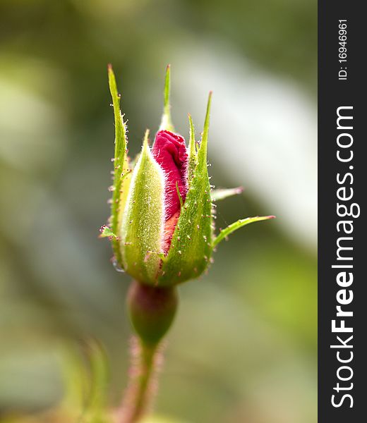 Single Red Rosebud