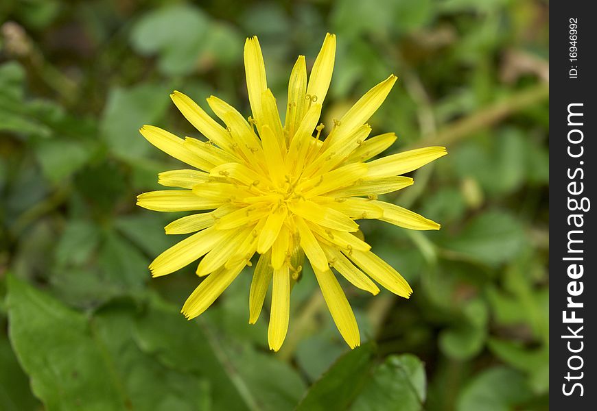 Wild yellow daisy flower closeup background