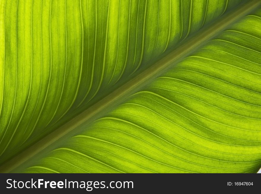 Green Leaf Pattern Background