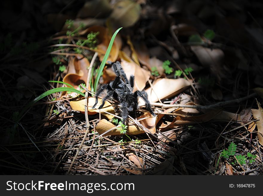 Tarantula spider in a spot of light