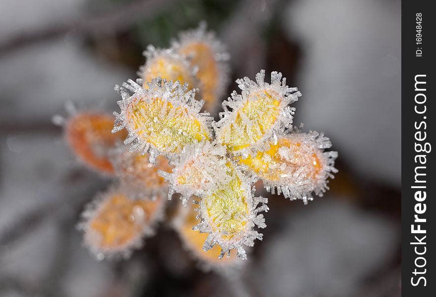 Hoarfrost on autumn leaves of a dogrose. Hoarfrost on autumn leaves of a dogrose