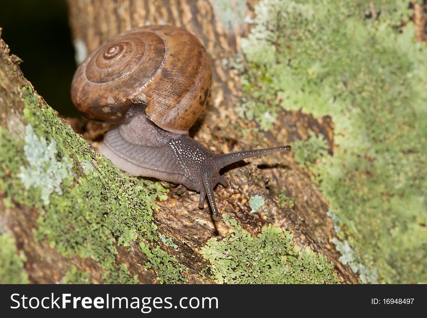 Little snail creeping on a tree in a garden. Little snail creeping on a tree in a garden