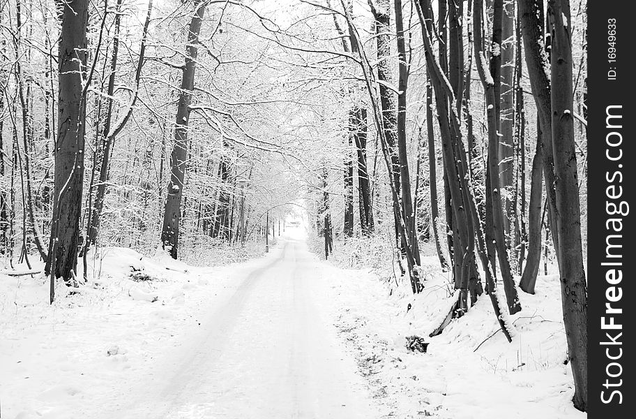 Winter road to wood. The trees covered with snow