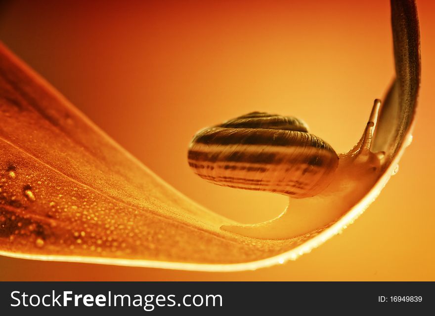 Small snail on a leaf with dew drops