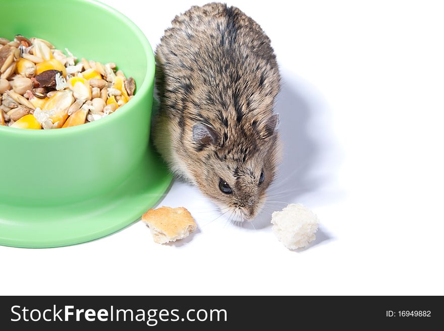 Hamster, gnaw, a pet about a bowl with meal