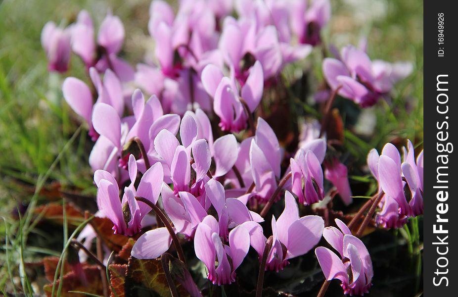 Rich spring flowers,macro veiw of cyclamen