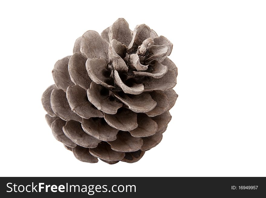 The cedar cone on a white background