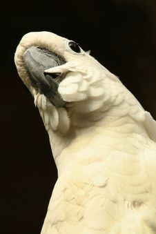 Parrot, White Royalty Free Stock Images