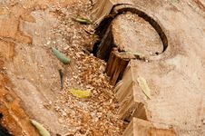 Overheed View Of A Cut Tree Royalty Free Stock Photos Overheed View Of A Cut Tree Royalty Free Stock Photos