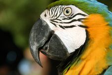 Parrot, Closeup View Stock Photography