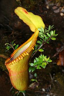 Pitcher Plant Royalty Free Stock Photo Pitcher Plant Royalty Free Stock Photo