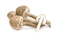 Arrangement Of Fall Mushrooms. Royalty Free Stock Image Arrangement Of Fall Mushrooms. Royalty Free Stock Image
