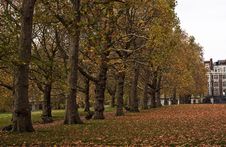 Yellow Trees In Green Park Park Stock Image