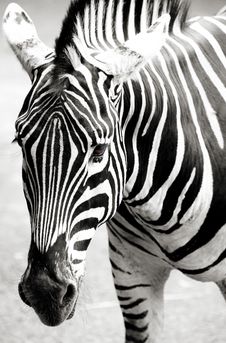 Zebra Royalty Free Stock Image Zebra Royalty Free Stock Image