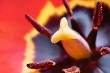Tulip Inside Royalty Free Stock Images Tulip Inside Royalty Free Stock Images