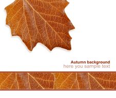 Greeting Card From The Autumn Leaves Stock Images Greeting Card From The Autumn Leaves Stock Images