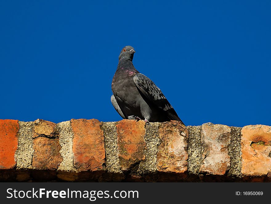 Pigeon on the old wall