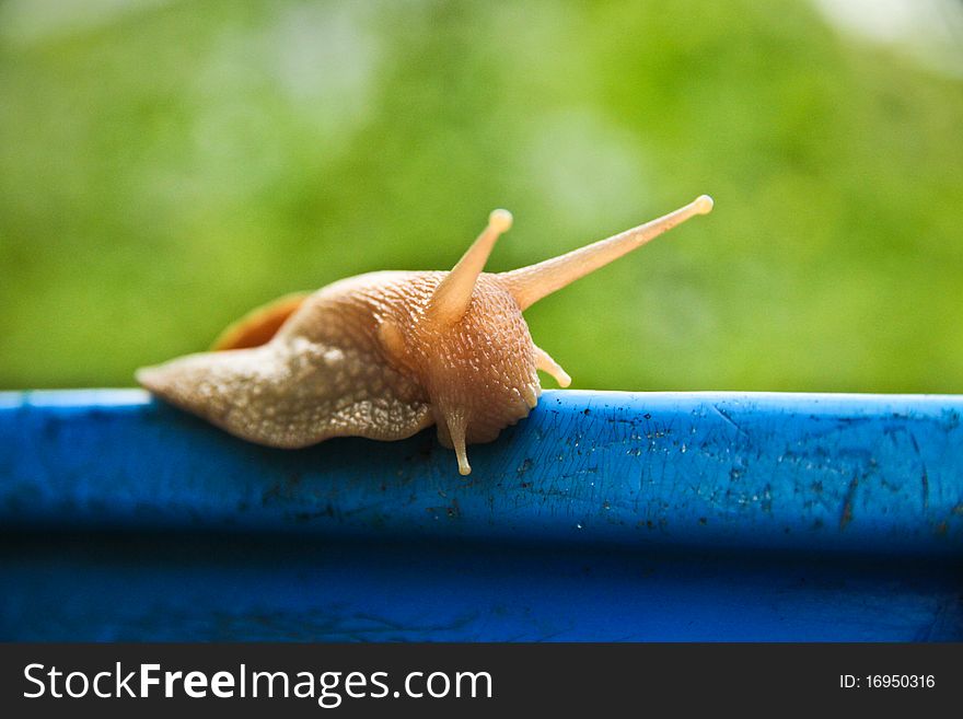 Escargot nature green beautiful be pretty. Escargot nature green beautiful be pretty