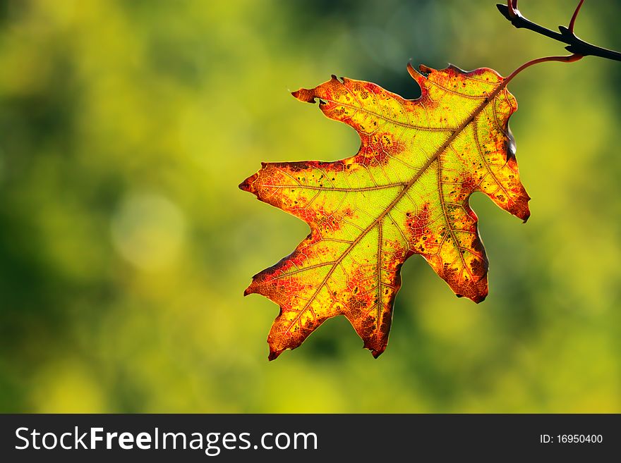 Autumn, colorful leaves in a city park