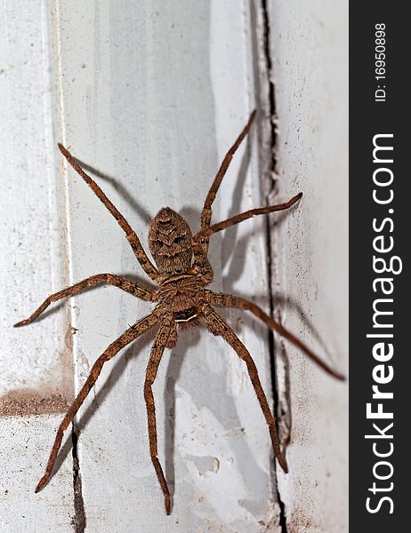Spider is a terrifying insects.