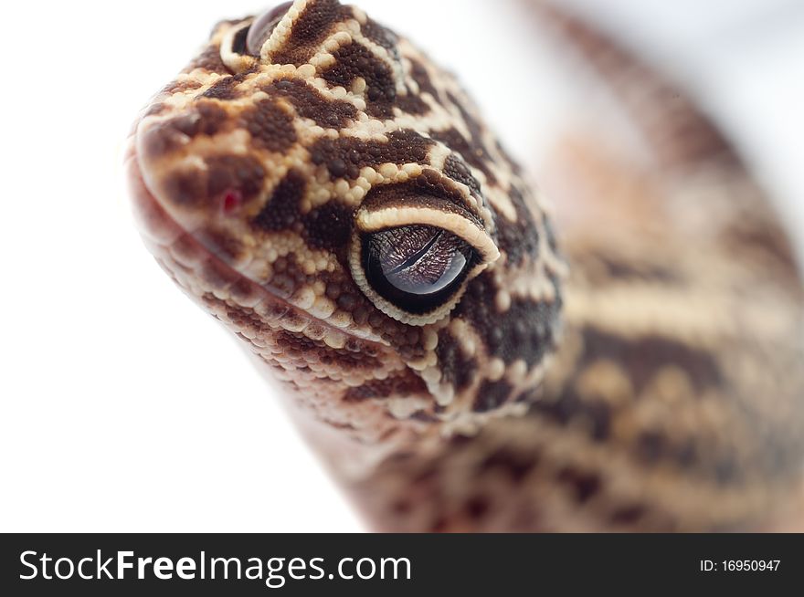 Gecko leopard macro shot looking. Gecko leopard macro shot looking