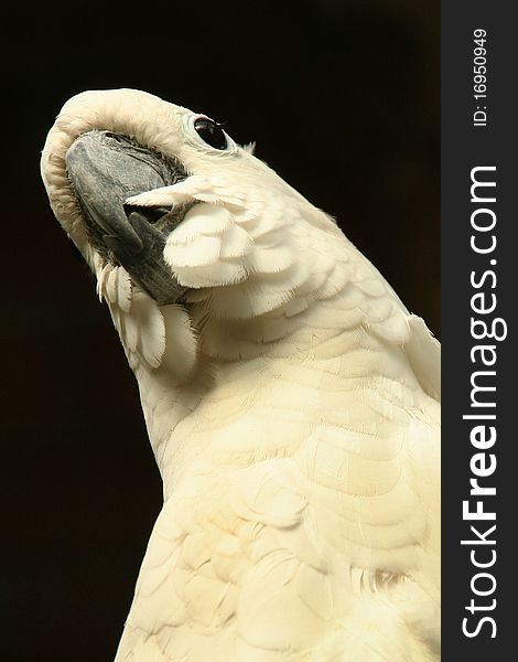 Parrot, White