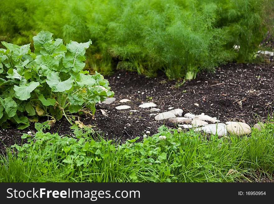 Little (organic/ bio) permaculture garden. Little (organic/ bio) permaculture garden